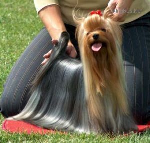 LOOK HOT N'SPICY OF HAPPY BLUE &mdash; Labaza DogPedigree YorkshireTerrier